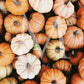 Fall Collection