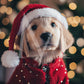Holiday Pets