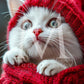 Holiday Pets