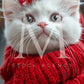 Holiday Pets