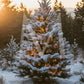 Montana Christmas