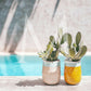 Poolside Mini Collection