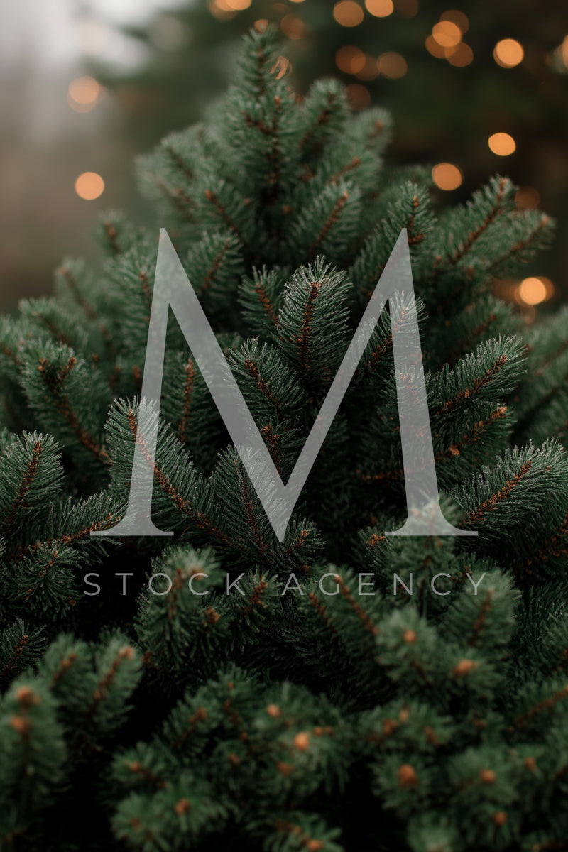 Silent Night